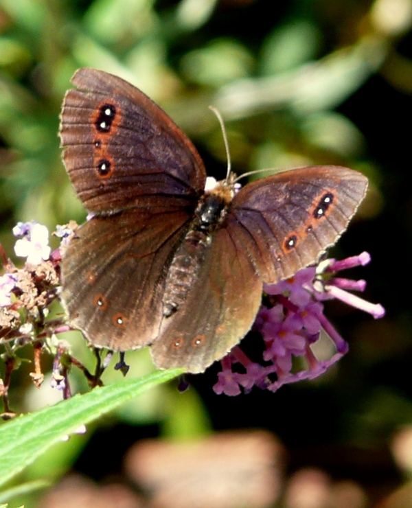 Erebia aethiops?